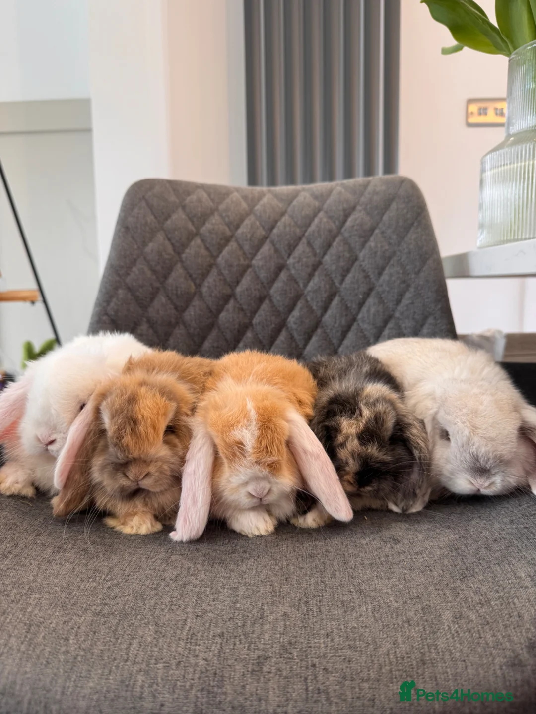 Mini Lop rabbits for sale: Pure Bred Mini lop Bunnies  - Advert 1