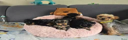 Yorkshire Terrier dogs for sale: 5 cute cuddly puppies looking for new loving homes - Advert 24