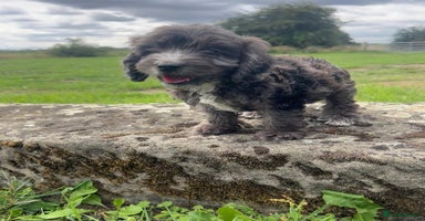 Cockapoo dogs - Advert 8
