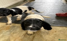 English Springer Spaniel dogs for sale: KC Registered English springer spaniel puppies. - Image 29