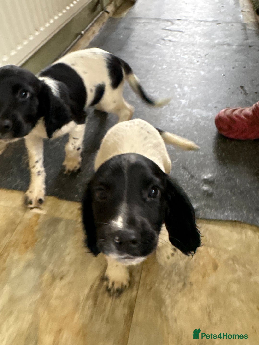 English Springer Spaniel dogs for sale: KC Registered English springer spaniel puppies. - Image 29