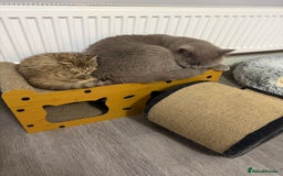 British Shorthair cats for sale: Beautiful British short hair kittens  - Advert 7