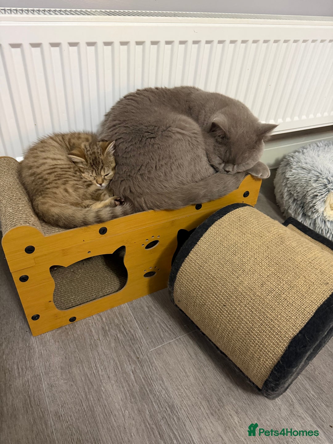 British Shorthair cats for sale: Beautiful British short hair kittens  - Advert 7