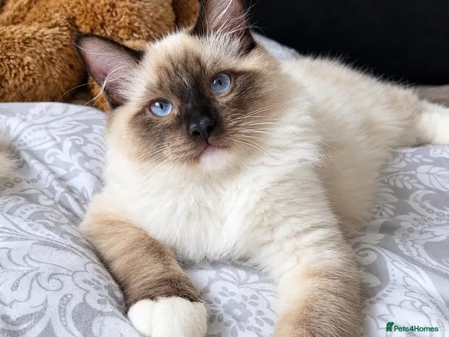 Ragdoll cats for sale: Last Boy 😍 - Advert 1