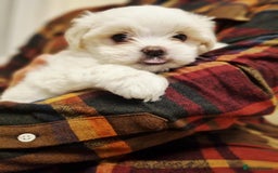 Maltese dogs for sale: Beautiful Maltese Puppies - Advert 7