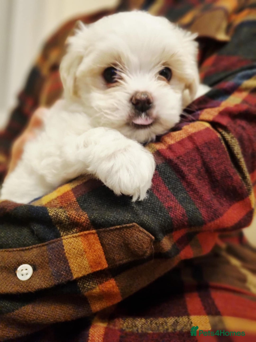 Maltese dogs for sale: Beautiful Maltese Puppies - Advert 7