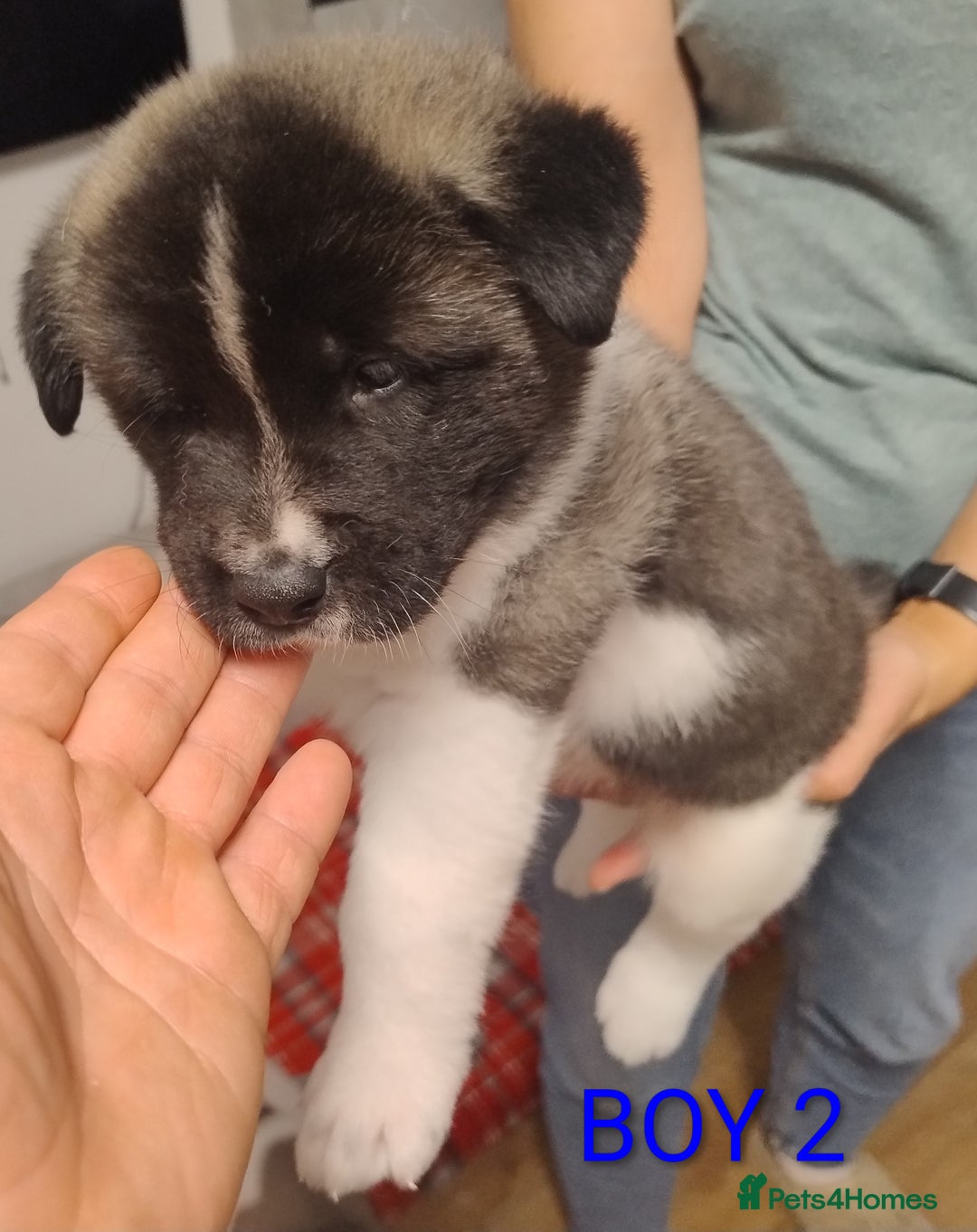 Akita dogs for sale: American Akita for sale - Advert 10