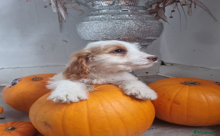 Cocker Spaniel dogs - Advert 2