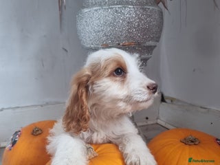 Cocker Spaniel dogs - Advert 25