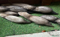 Ferret rodents for sale: Baby Ferrets - Image 7