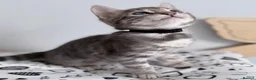 Bengal cats for sale: Exceptional Silver, Blue & Brown Bengal Kittens  in Basingstoke - Advert 15