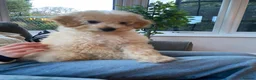 Toy Poodle dogs for sale: Toy poodle - male - 5 months - Advert 5