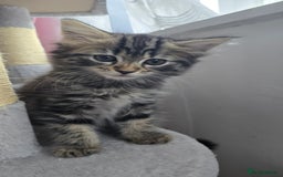 Mixed Breed cats for sale: 5 Kittens for sale - Image 6
