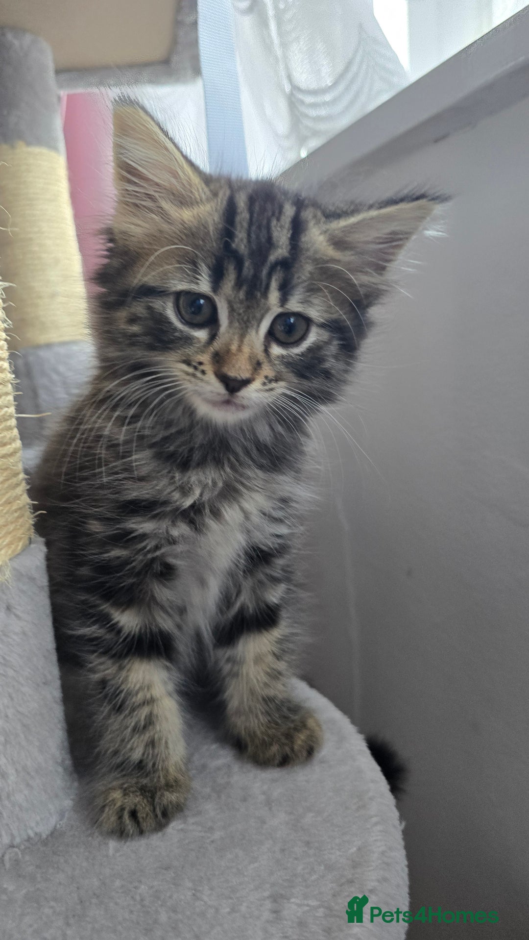 Mixed Breed cats for sale: 5 Kittens for sale - Image 6