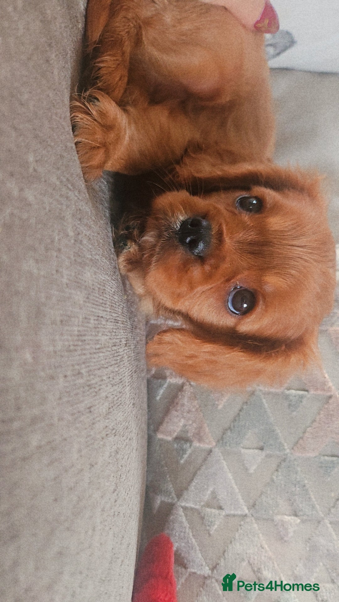 Cavalier King Charles Spaniel dogs for sale: Cavalier king charles puppys READY NOW pedigree KC - Advert 22