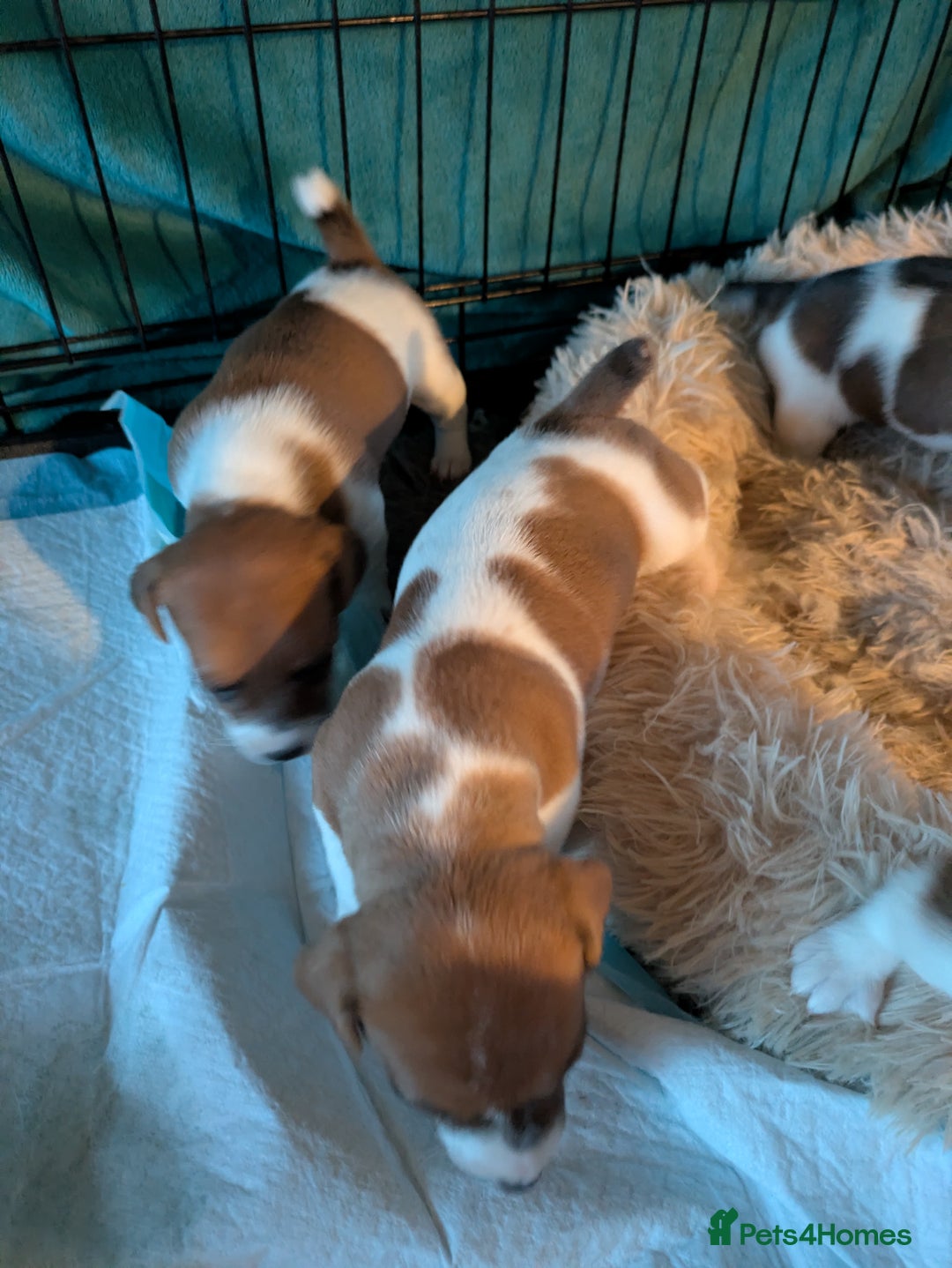 Jack Russell dogs for sale: Jack Russell puppies - Advert 3
