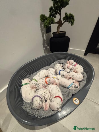 Dalmatian dogs Dalmatians for Sale (Last Girl / 4 Boys Left) - Advert 1