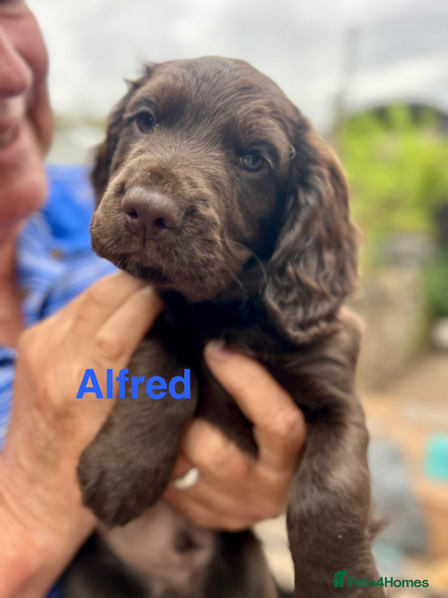 Cocker Spaniel dogs ✨ READY NOW K.C. Work Cocker Licensed Breeder ✨ - Advert 8