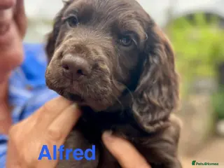 Cocker Spaniel dogs ✨ READY NOW K.C. Work Cocker Licensed Breeder ✨ - Advert 1