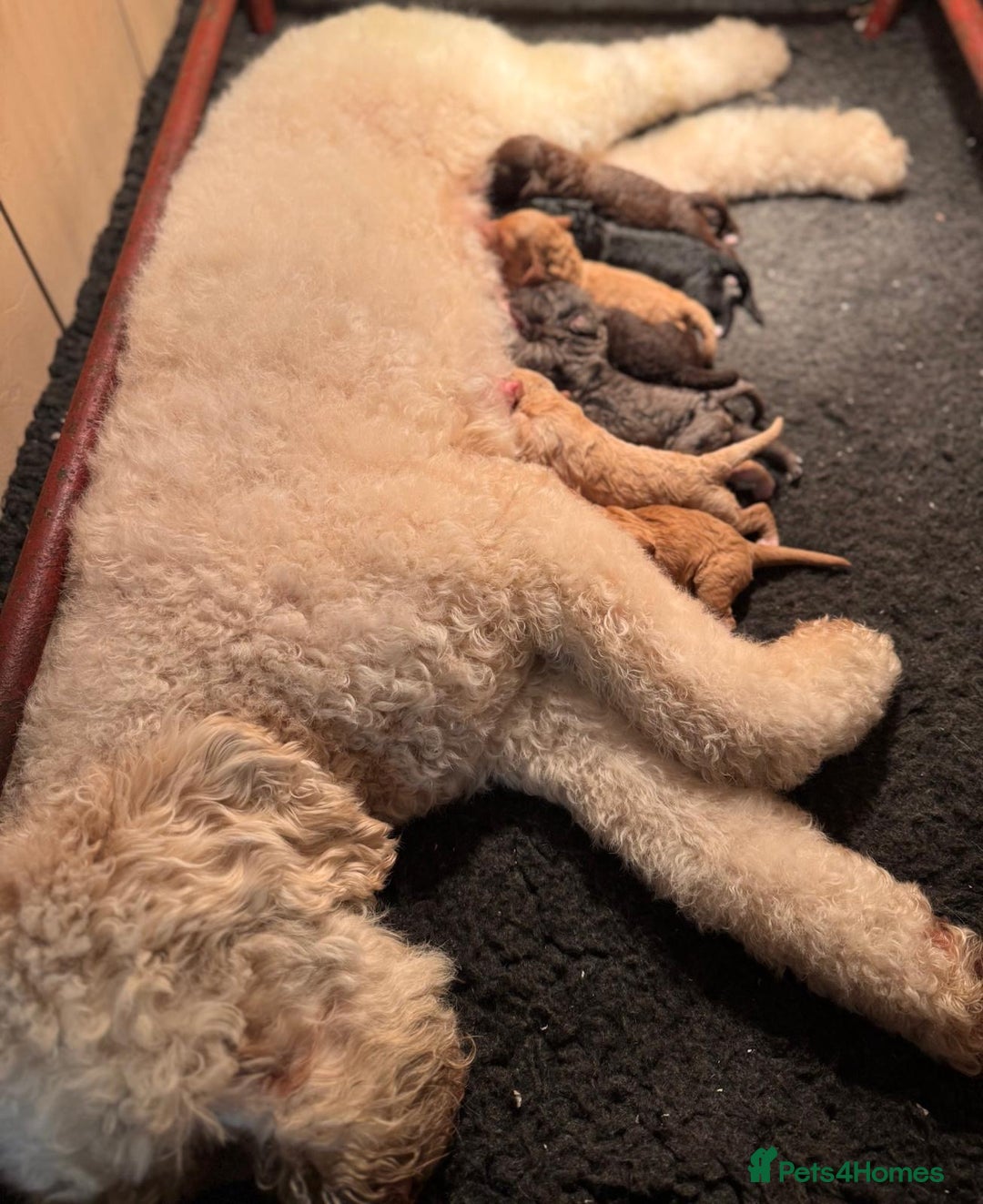 Cockapoo dogs for sale: Stunning Double Doodles  - Advert 2