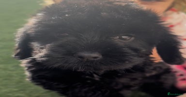Cockapoo dogs - Advert 11