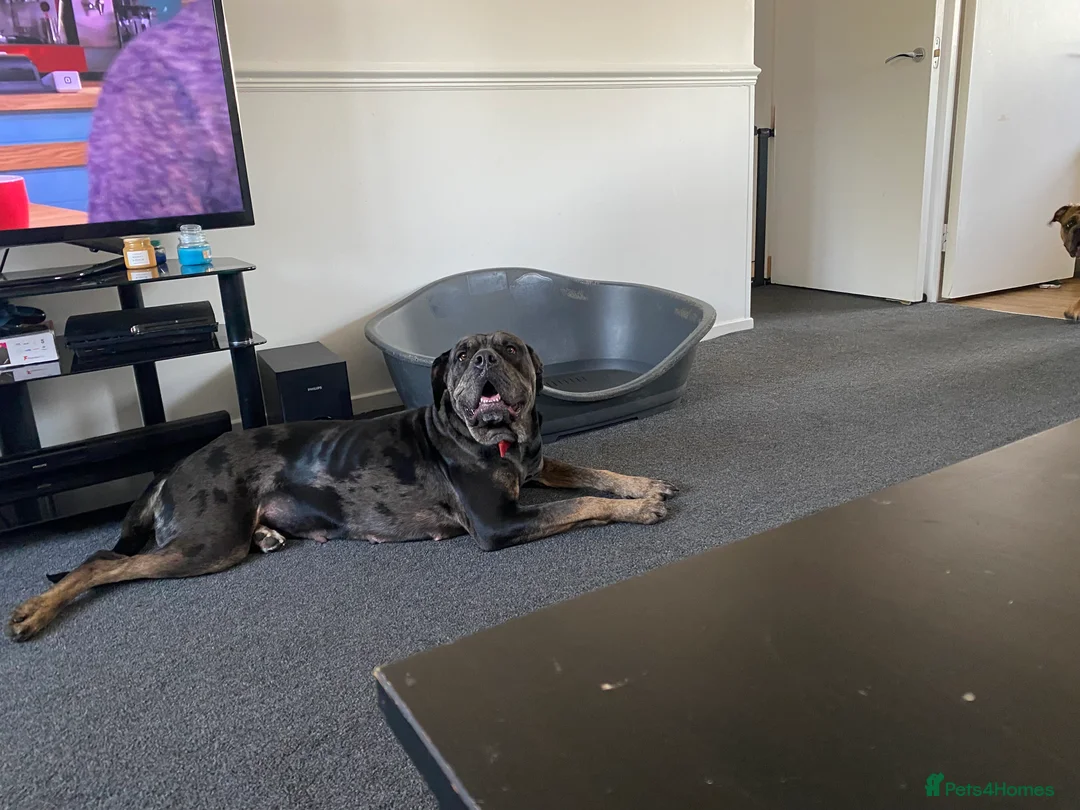 Mastiff dogs for adoption: Dotty looking for her forever home  - Advert 2