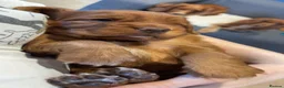 Cocker Spaniel dogs for sale: KC Reg FULLY health tested, working cocker spaniel - Advert 16