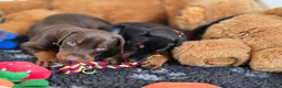 Dobermann dogs for stud: HEALTH TESTED STANLEY FOR STUD DUTIES - Advert 19