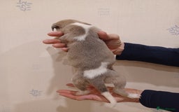 Whippet dogs for sale: Beautiful KC Reg Whippet Puppies - Advert 20