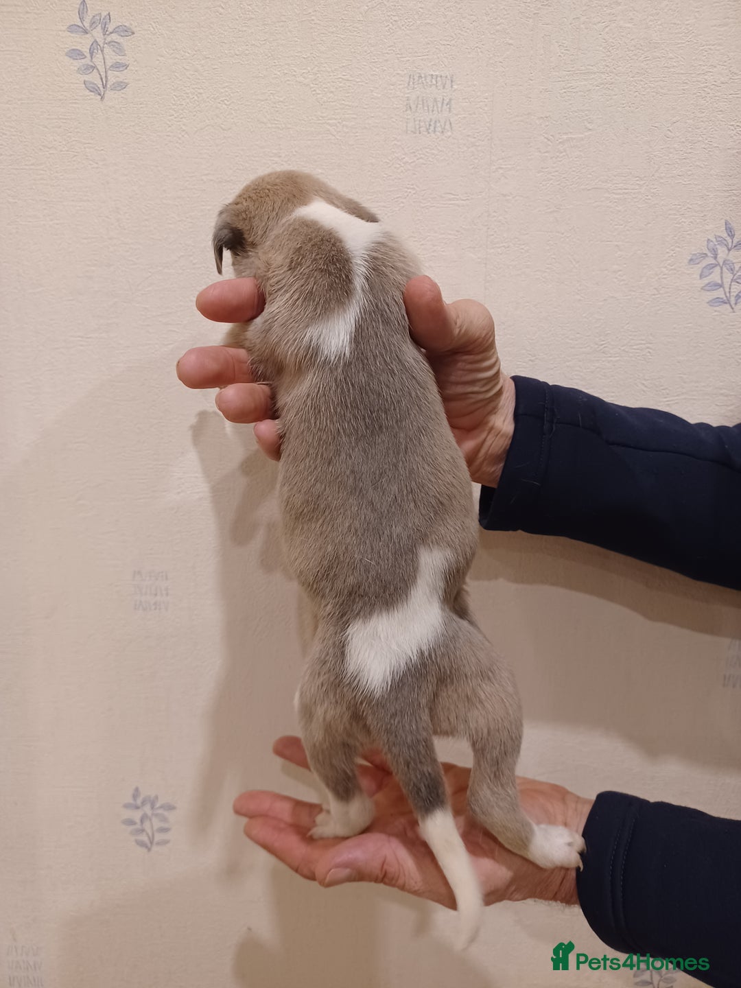 Whippet dogs for sale: Beautiful KC Reg Whippet Puppies - Advert 20