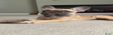 French Bulldog 2