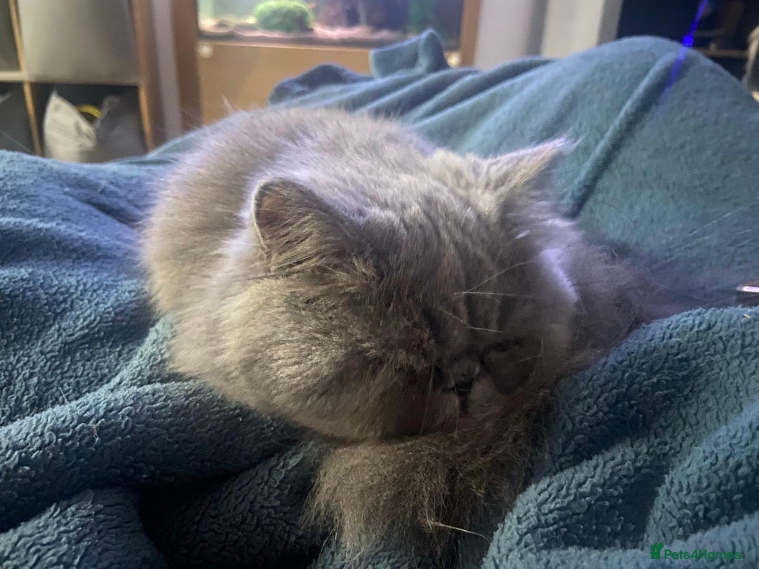 Persian cats for sale: Our beautiful pedigree Persian girl Winnie - Advert 7