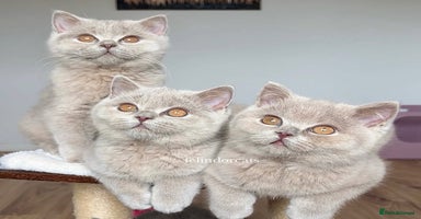British Shorthair cats - Advert 5