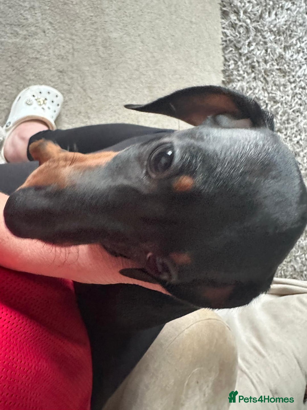 Dachshund dogs for sale: 1 beautiful  girl dachshund puppy available  - Advert 5