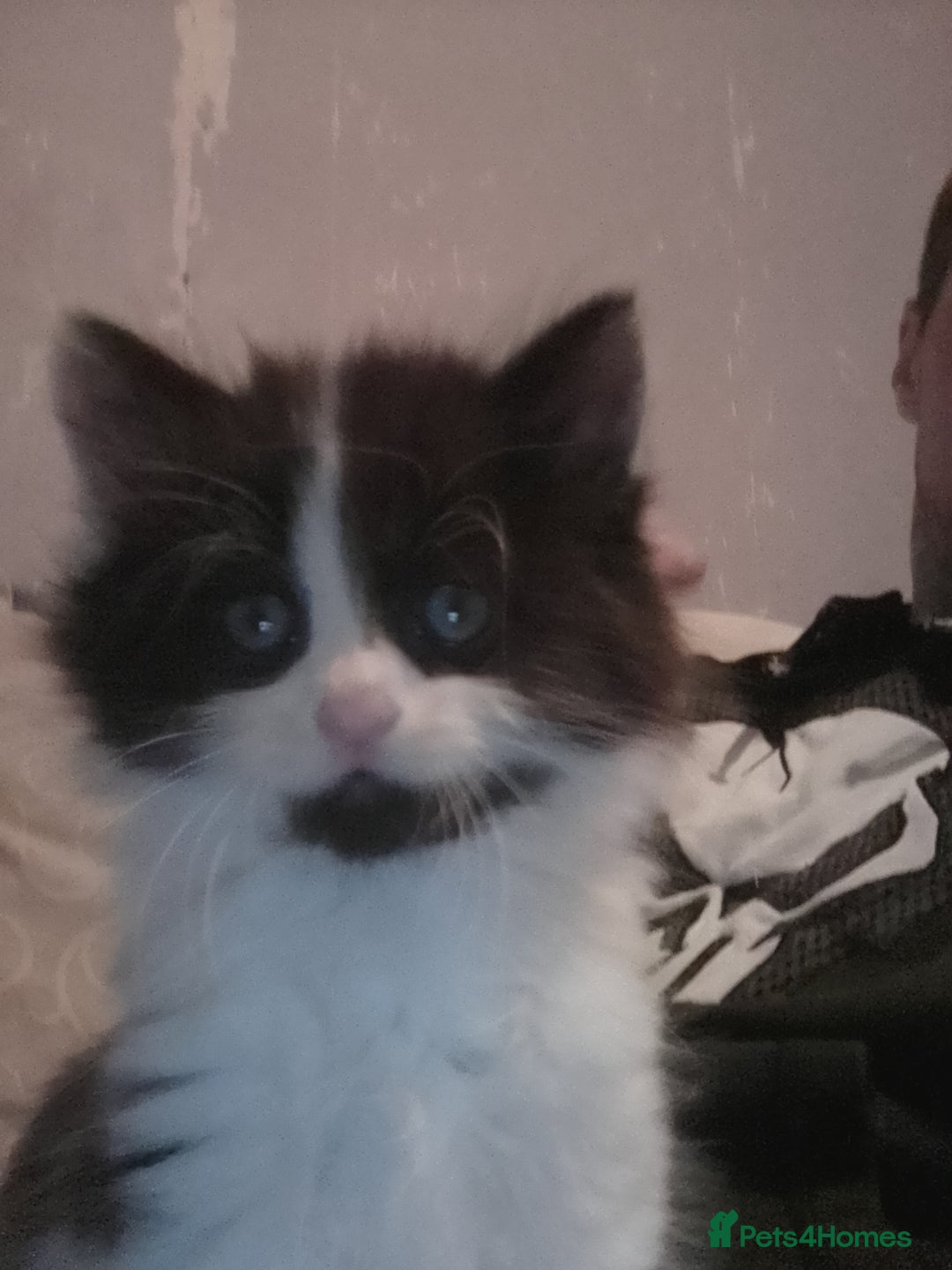 Mixed Breed cats for sale: Mixed breed kittens, Leominster - Image 10
