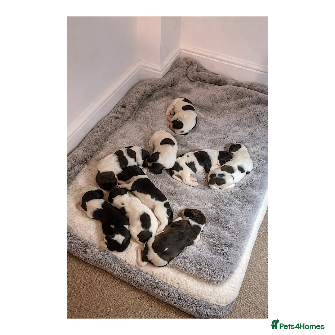 English Springer Spaniel dogs for sale: KC Working Line Springer Litter   - Advert 2