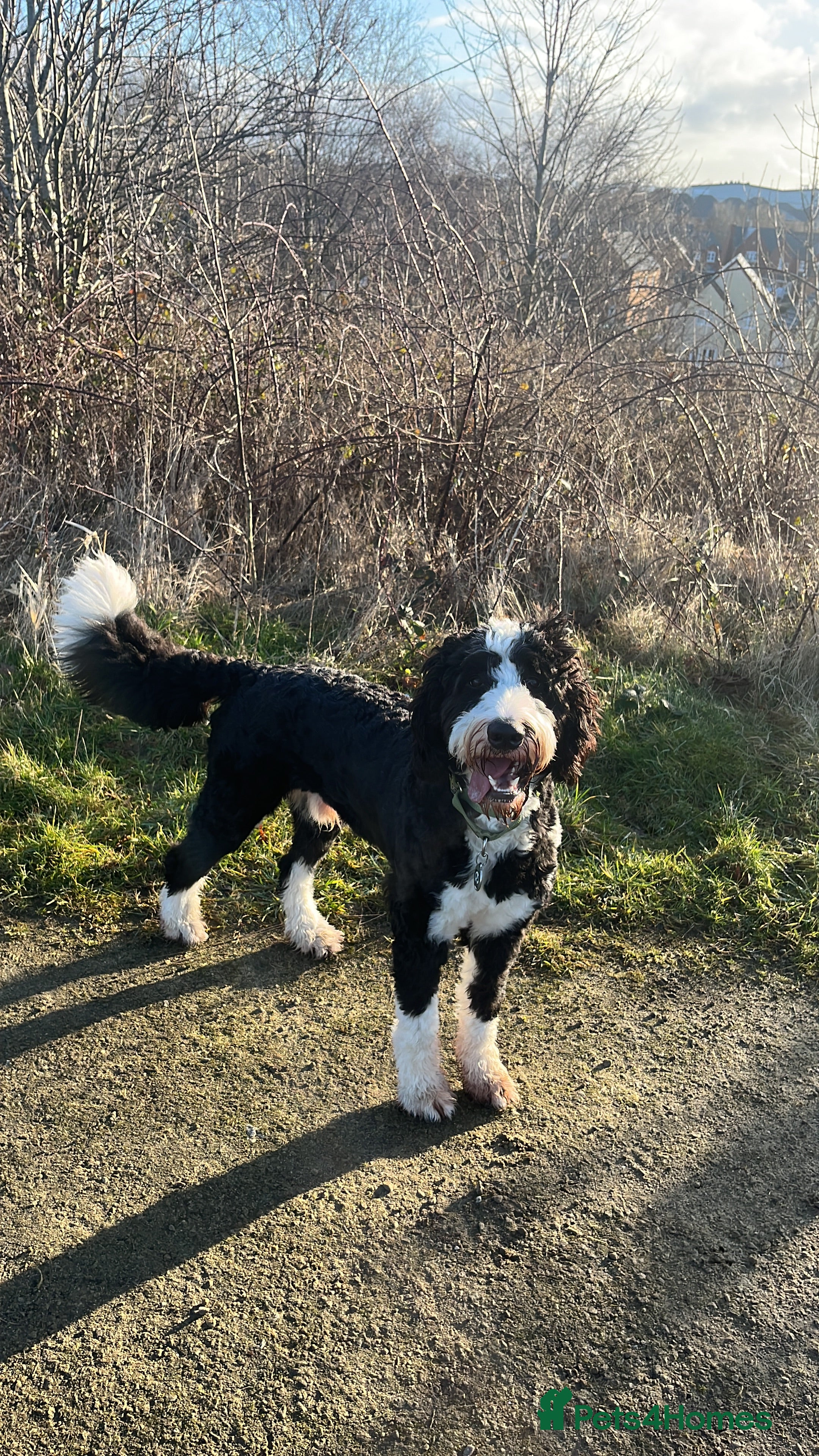 Bernedoodle dogs Bernadoodle for Stud  - Advert 1