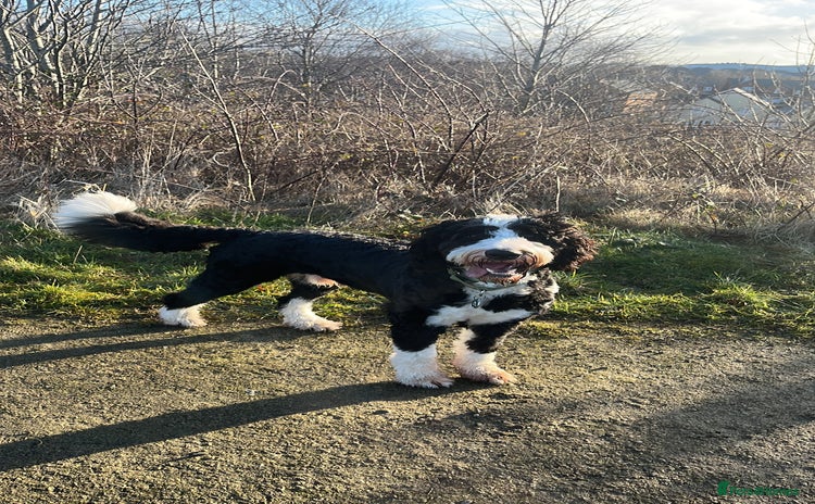 Bernedoodle dogs - Advert 1