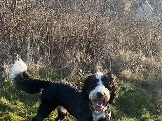 Bernedoodle dogs - Advert 1