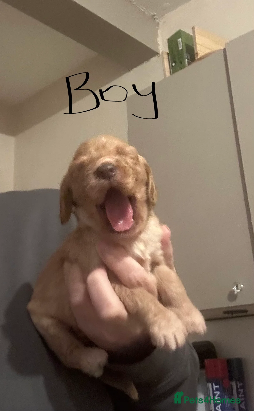 Cockapoo dogs for sale: Cockapoo puppies for sale  - Advert 2