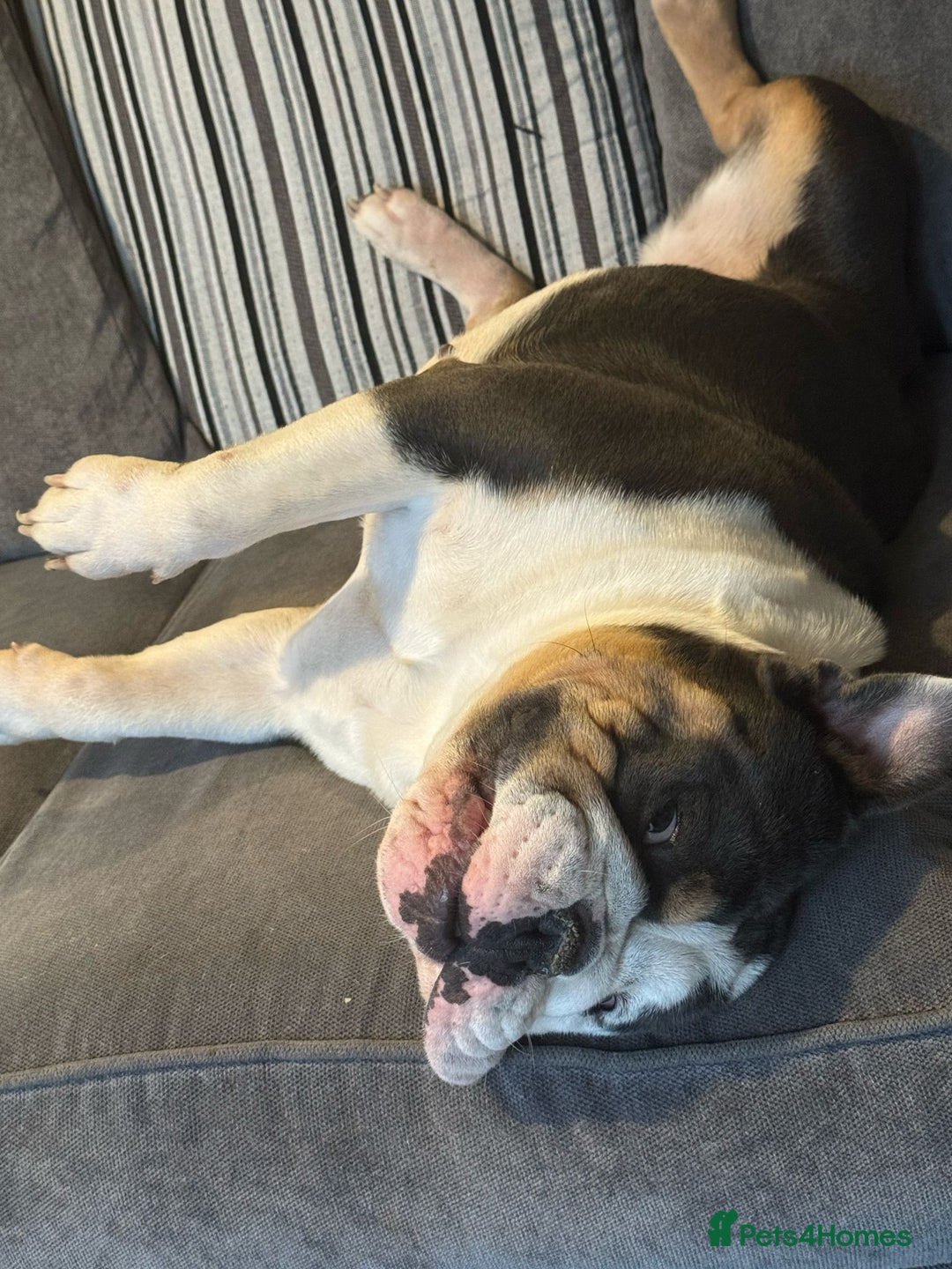 English Bulldog dogs for sale: British bulldog for sale - Image 9