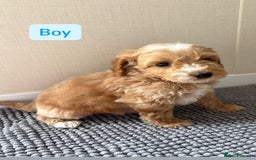 Cockapoo dogs for sale: 6 stunning cockapoo puppies  - Image 24