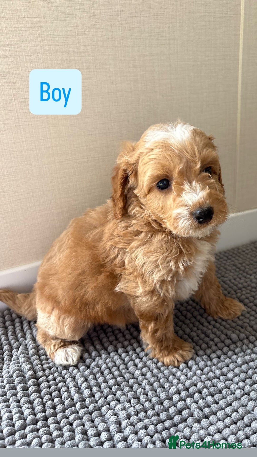 Cockapoo dogs for sale: 6 stunning cockapoo puppies  - Image 24