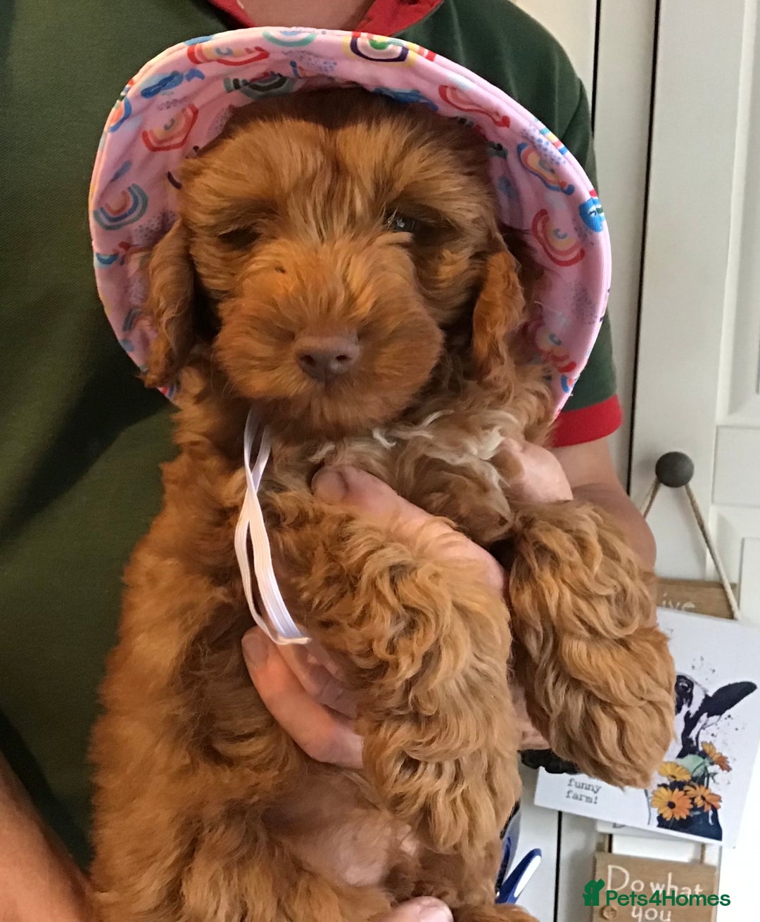 Miniature Poodle dogs for stud: STUNNING KC MINI HEALTH TESTED POODLE STUD - Advert 12