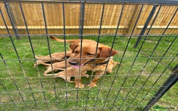 Labrador Retriever dogs for sale: Labrador Retriever Puppies  - Image 9