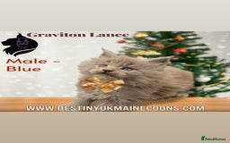 Maine Coon cats for sale: 2 Solid Blue Males  - Advert 2