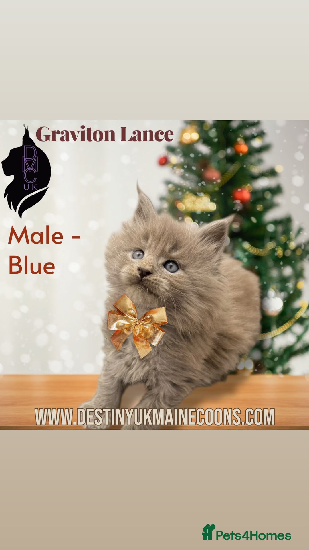Maine Coon cats for sale: 2 Solid Blue Males  - Advert 2