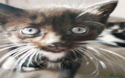 Mixed Breed cats for sale: 8 weeks old Kitten, Female - Image 11