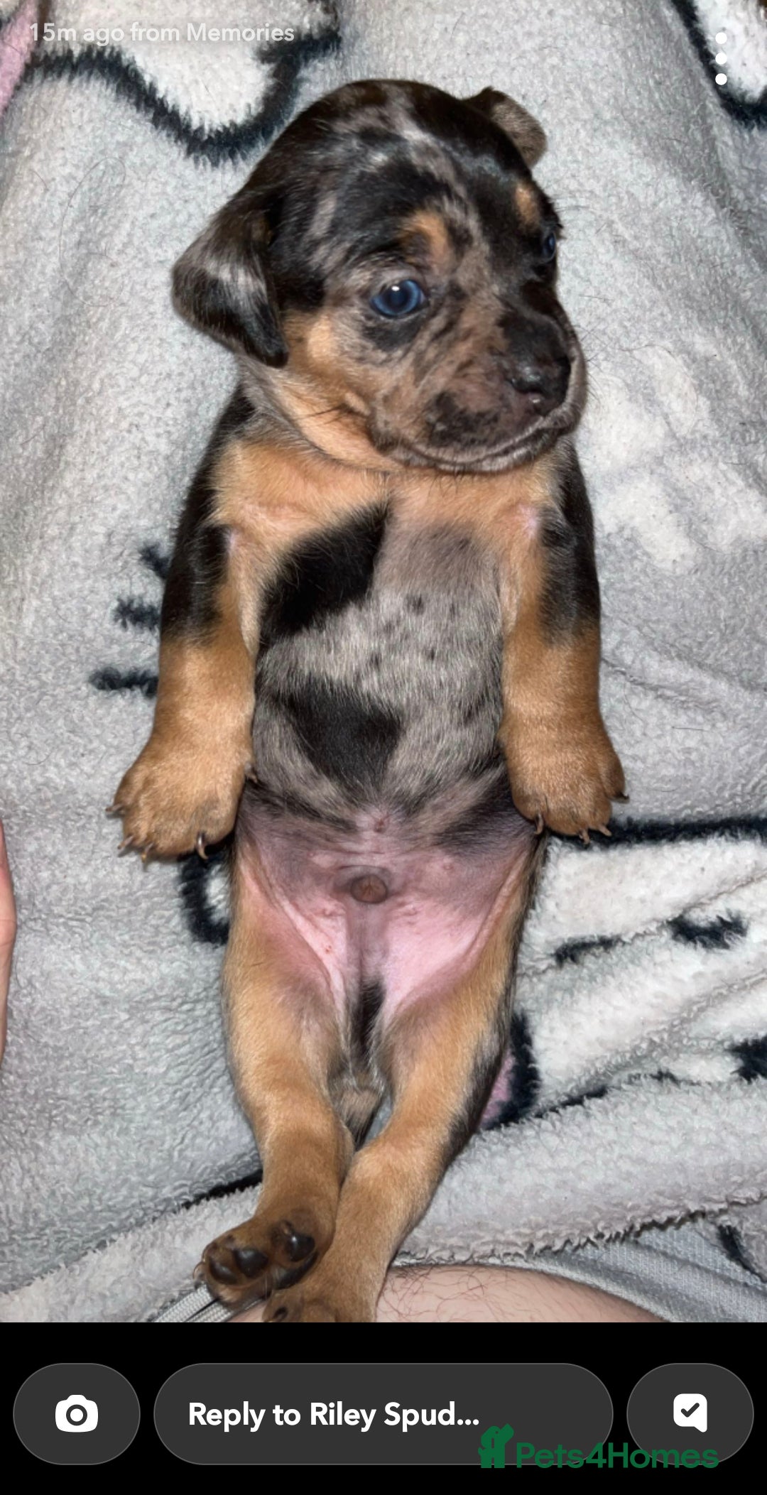 Mixed Breed dogs for sale: Dapple dachs cross frenchie - Advert 1