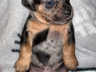 Mixed Breed dogs Dapple dachs cross frenchie - Advert 2